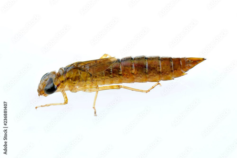 Dragonfly larvae isolated in the white Dragonfly larvae isolated in the white