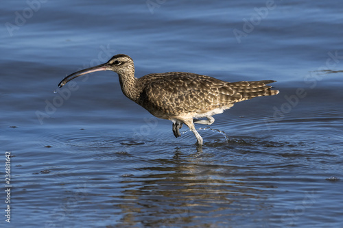 Close up of a Long-Billed Curlew hunting for breakfast along the shore in Guanacaste, Costa Rica