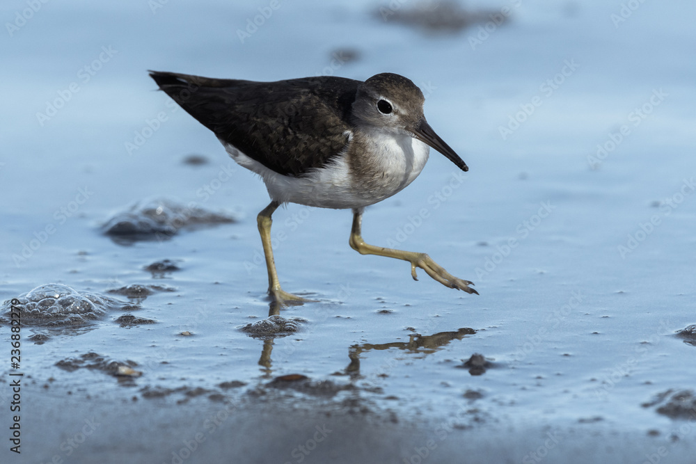 Curious young spotted sand piper hunts for breakfast on an early morning in Costa Rica Curious young spotted sand piper hunts for breakfast on an early morning in Costa Rica
