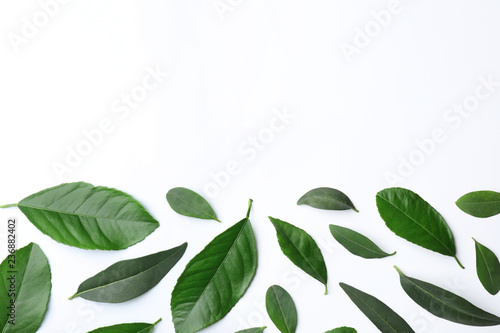Fresh green citrus leaves on white background, top view. Space for text