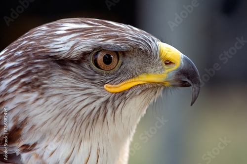 Aquila - Uccelli - rapace - predatore - testa- occhio - aquila reale