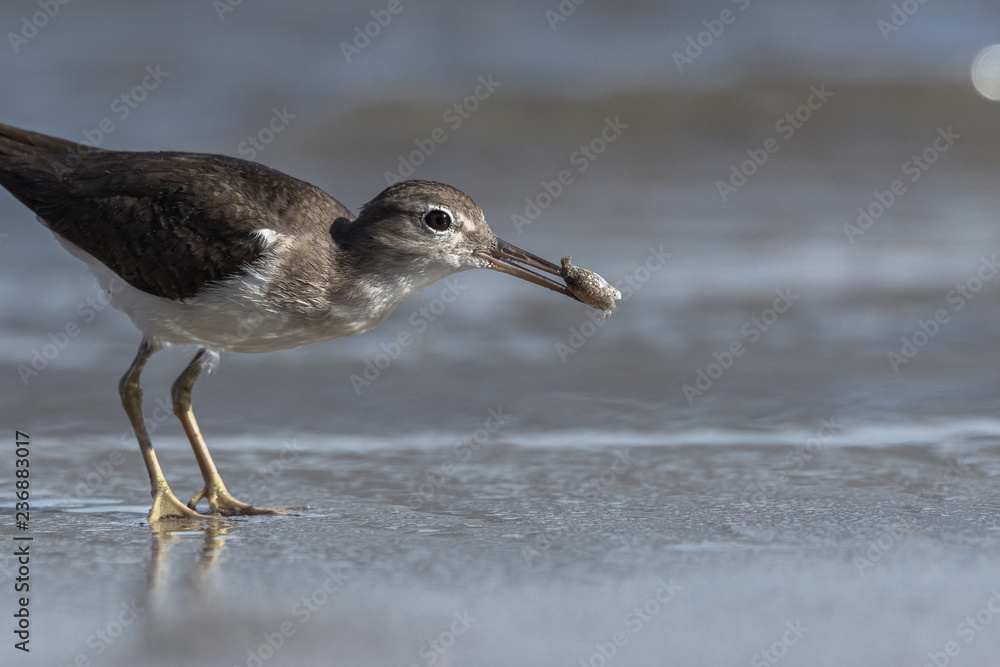 Curious young spotted sand piper hunts for breakfast on an early morning in Costa Rica Curious young spotted sand piper hunts for breakfast on an early morning in Costa Rica