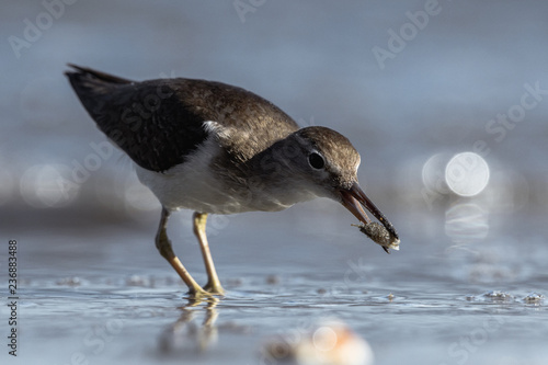 Curious young spotted sand piper hunts for breakfast on an early morning in Costa Rica