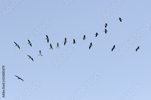 Brown pelicans flying in formation at sunrise in Costa Rica