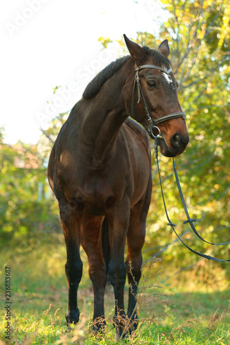 Beautiful brown horse in leather bridle outdoors