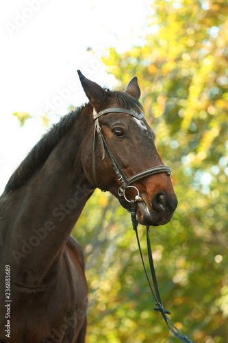 Beautiful brown horse in leather bridle outdoors