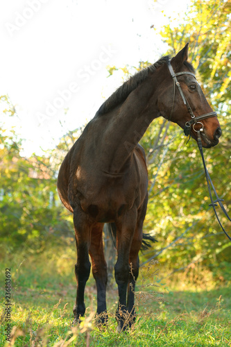 Fototapeta Naklejka Na Ścianę i Meble -  Beautiful brown horse in leather bridle outdoors