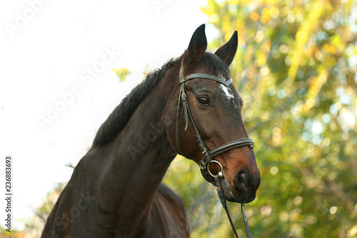 Beautiful brown horse in leather bridle outdoors photo