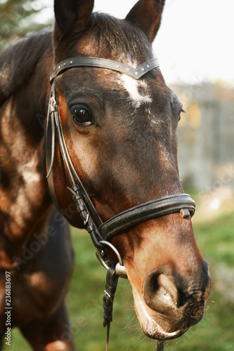 Fototapeta Naklejka Na Ścianę i Meble -  Beautiful brown horse in leather bridle outdoors