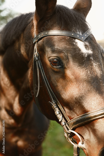 Fototapeta Naklejka Na Ścianę i Meble -  Beautiful brown horse in leather bridle outdoors, closeup