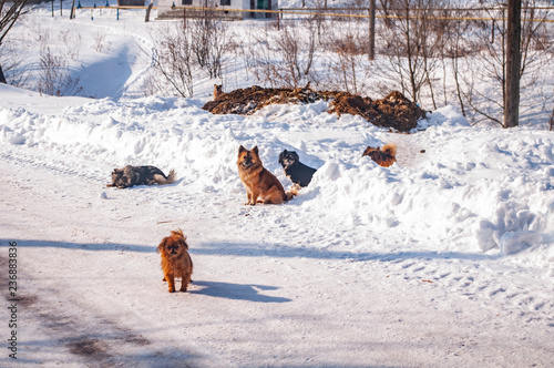 Small dogs on a snowy road © onyx124