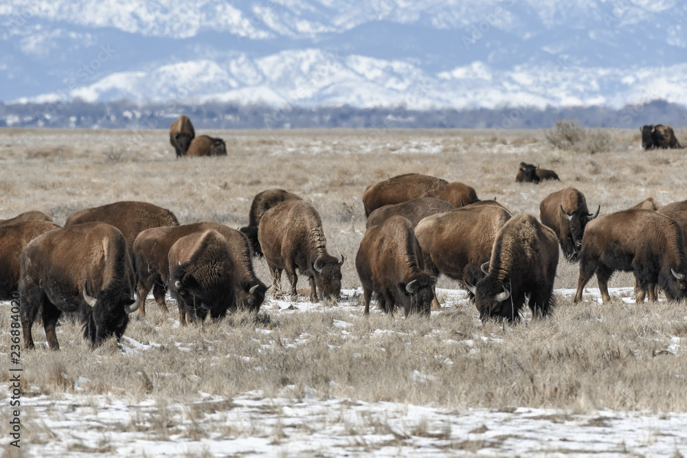 American bison grazing on the prairie in winter near Denver, Colorado