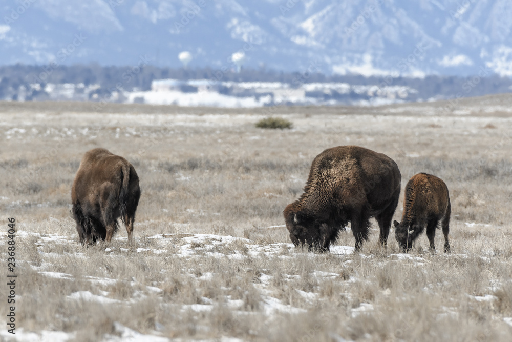 American bison grazing on the prairie in winter near Denver, Colorado American bison grazing on the prairie in winter near Denver, Colorado