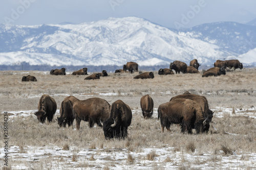 American bison grazing on the prairie in winter near Denver  Colorado