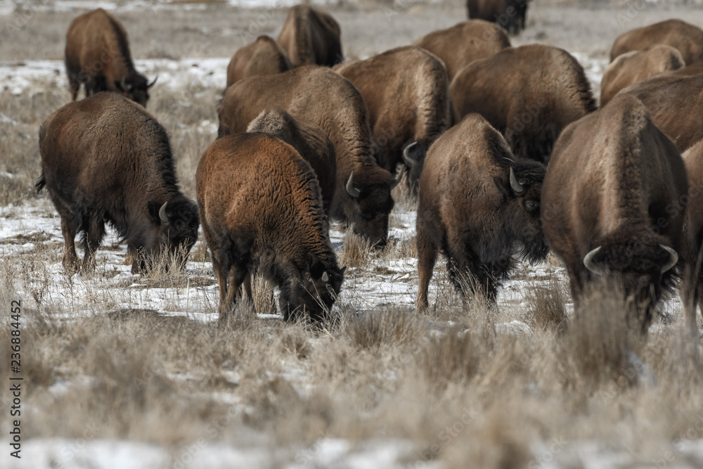American bison grazing on the prairie in winter near Denver, Colorado American bison grazing on the prairie in winter near Denver, Colorado