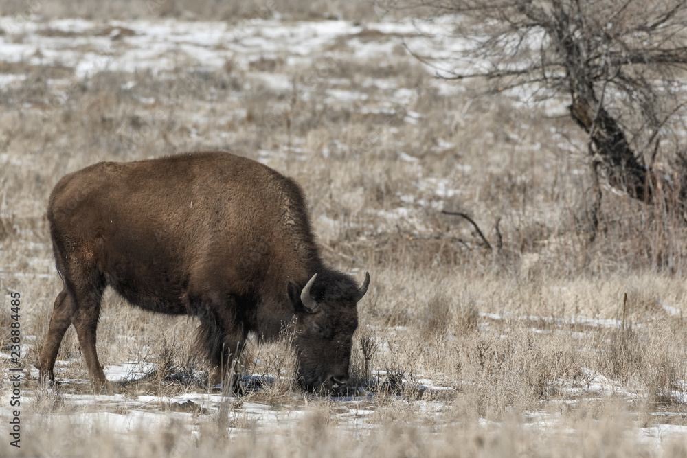 American bison grazing on the prairie in winter near Denver, Colorado American bison grazing on the prairie in winter near Denver, Colorado