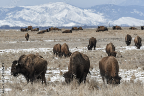 Wallpaper Mural American bison grazing on the prairie in winter near Denver, Colorado Torontodigital.ca
