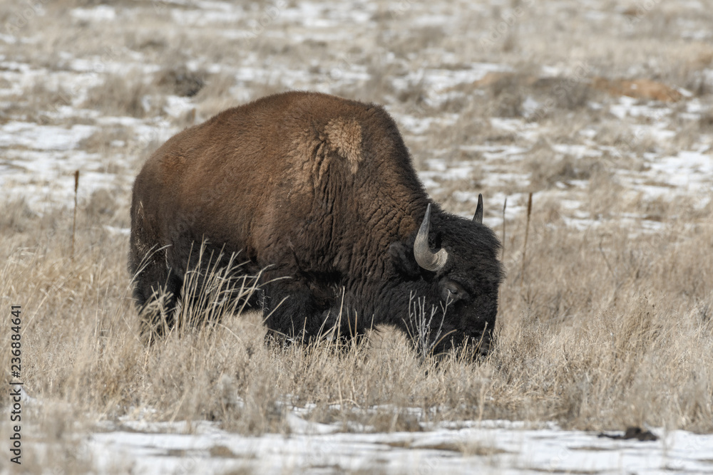 American bison grazing on the prairie in winter near Denver, Colorado
