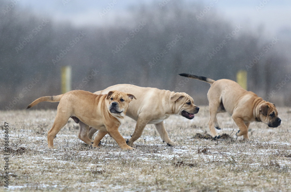 Ca de Bou (Mallorquin Mastiff) puppy dogs