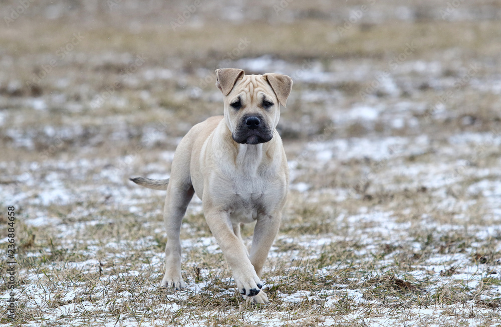 Ca de Bou (Mallorquin Mastiff) puppy dog