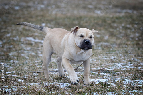 Ca de Bou  Mallorquin Mastiff  puppy dog