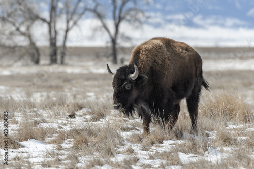 American bison on the plains in winter near Denver, Colorado