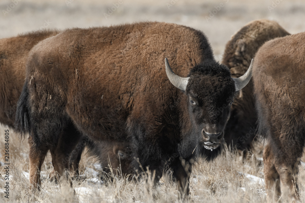 American bison grazing on the prairie in winter near Denver, Colorado