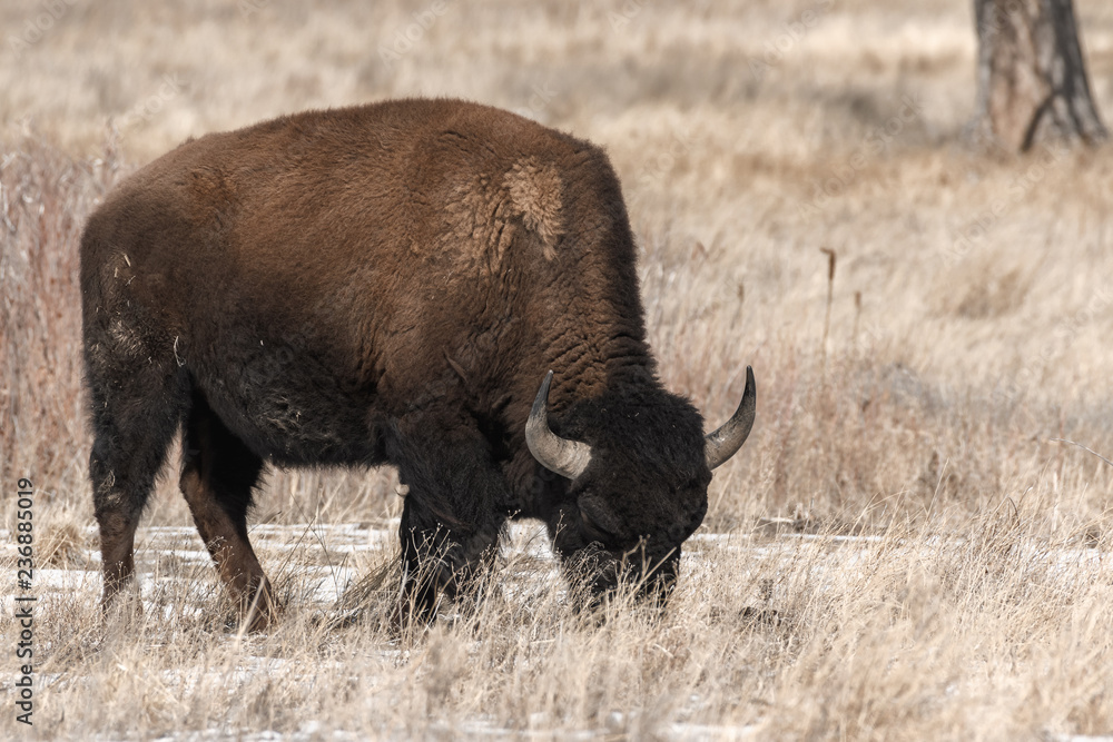 American bison grazing on the prairie in winter near Denver, Colorado