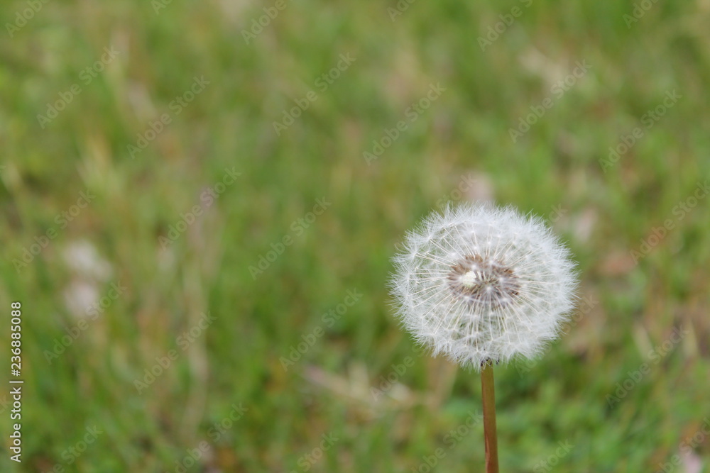 Dandelion on green background of grass, copy space