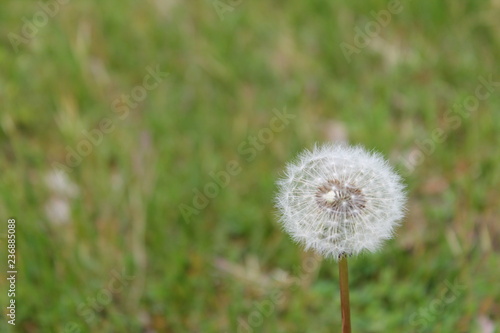 Dandelion on green background of grass  copy space