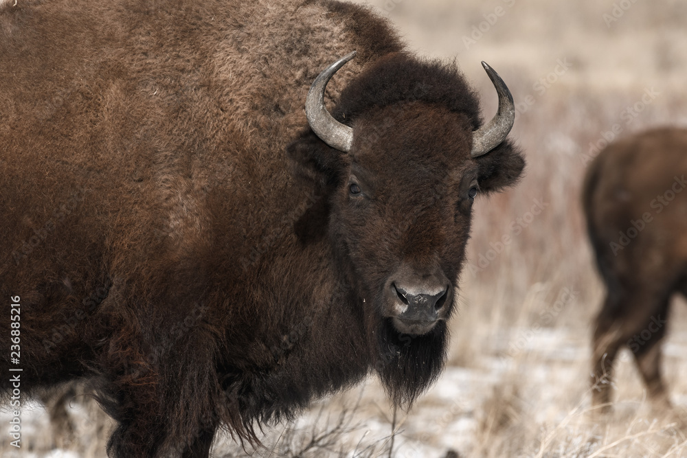American bison on the plains in winter near Denver, Colorado American bison on the plains in winter near Denver, Colorado