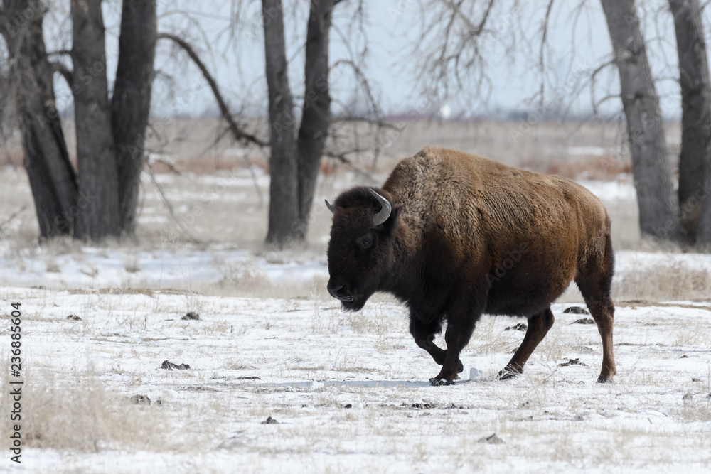 American bison on the plains in winter near Denver, Colorado American bison on the plains in winter near Denver, Colorado