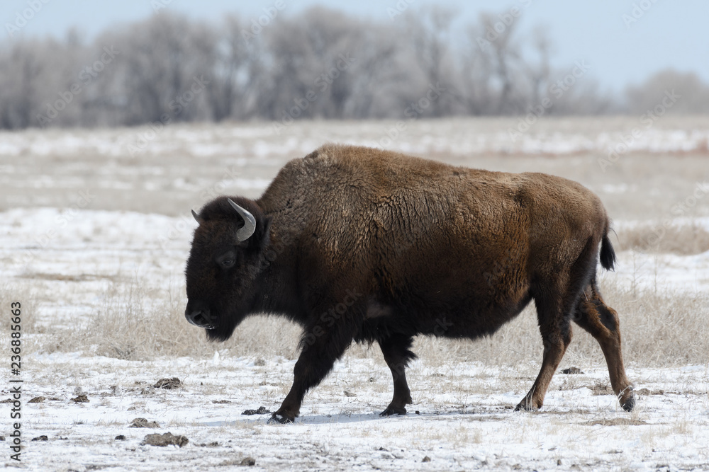 American bison on the plains in winter near Denver, Colorado American bison on the plains in winter near Denver, Colorado