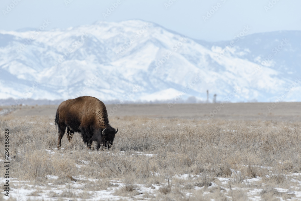Fototapeta premium American bison grazing on the prairie in winter near Denver, Colorado