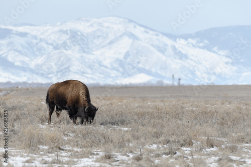 American bison grazing on the prairie in winter near Denver, Colorado © Tabor Chichakly