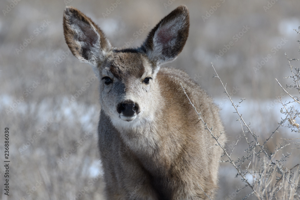 Adorable young female mule deer finds food on a sunny winter day near Denver, Colorado