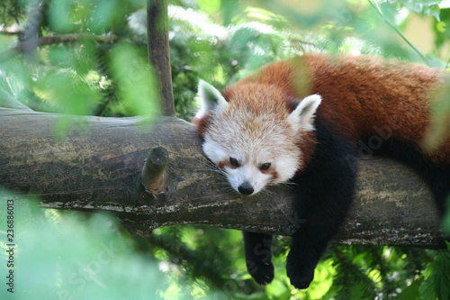 Animali - Panda - rosso - parco - giardino zoologico