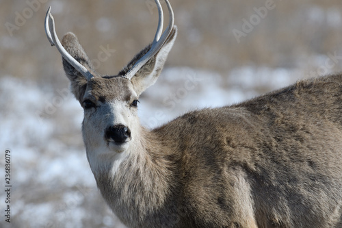 Young male mule deer on a sunny winter day near Denver  Colorado