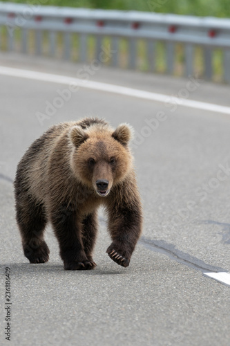 Hungry wild Kamchatka brown bear walking along an asphalt road and looks ahead. Eurasia, Russian Far East, Kamchatka Territory. photo