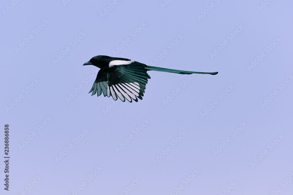 Black-billed Magpie perched in the Rocky Mountains, Colorado Black-billed Magpie perched in the Rocky Mountains, Colorado