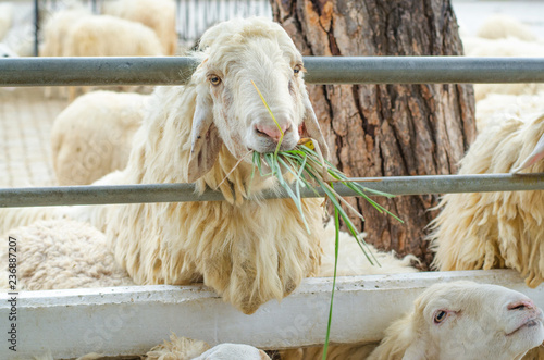 Sheep in the farm. Sheep eating grass.