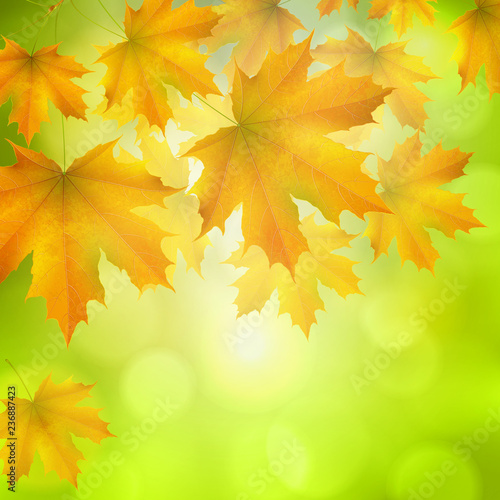 Natural yellow orange green square background with maple leaves snd tree branches  vector autumn background