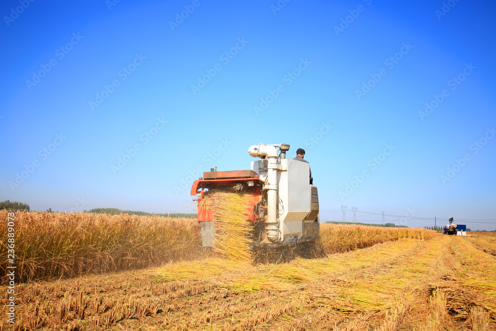 Fototapeta premium Harvester machine is harvesting rice