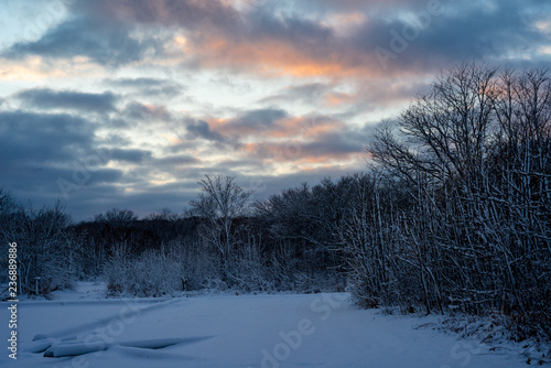 Frosted forest at twilight