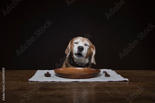 Dog tasting delicious meal