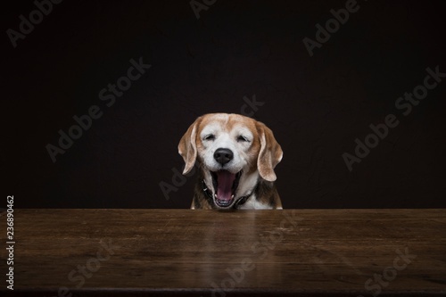 Dog yawning photo