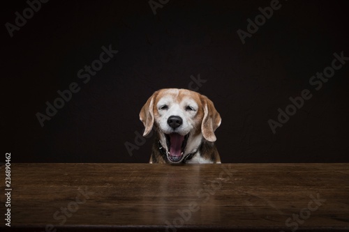 Dog yawning