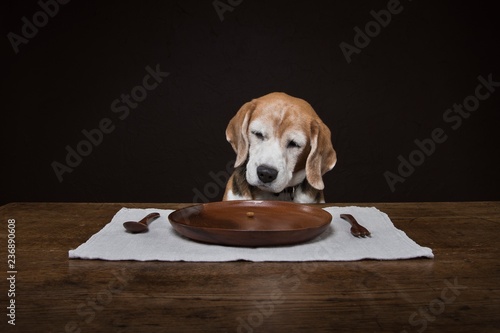 Dog sitting at table ready to eat food