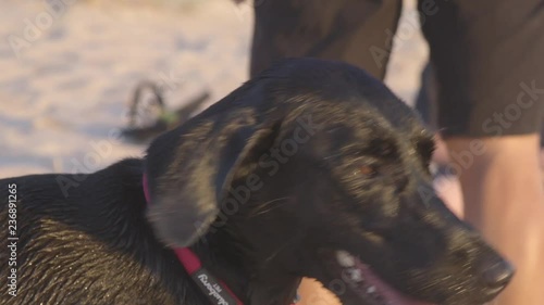 Wet dog at the beach with campfire