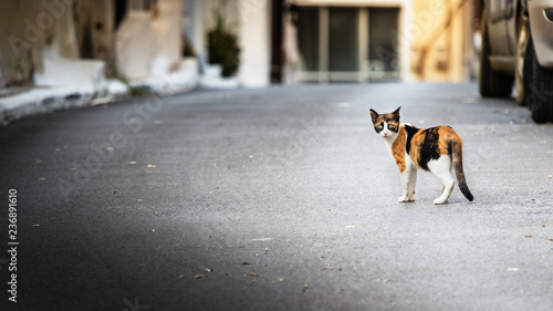 A wild - abandoned cat walking alone in the street, looking camera, Greece.